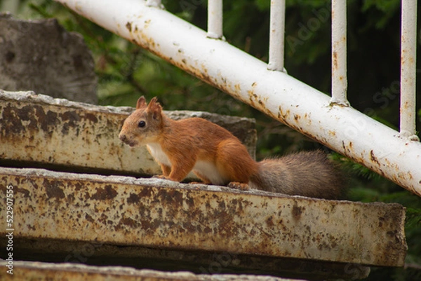 Fototapeta The squirrel is sitting on the steps. A red squirrel sits on concrete steps in a nature reserve