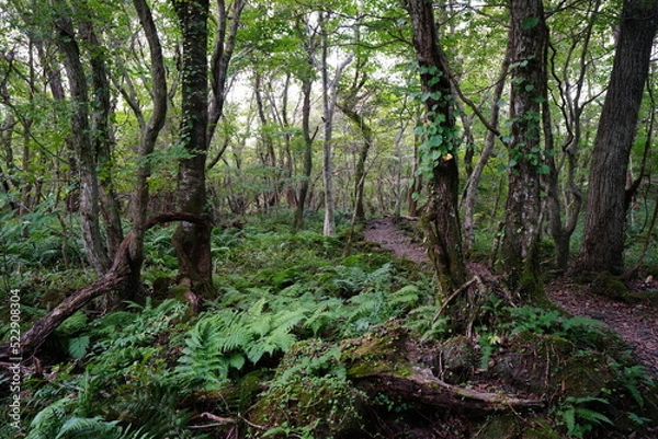 Fototapeta mossy trees and rocks in old forest