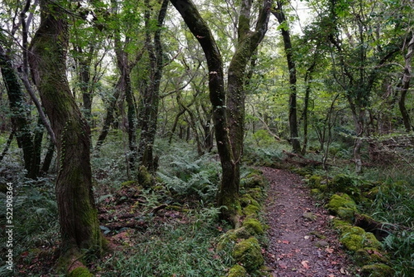 Fototapeta mossy trees and rocks in old forest