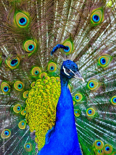 Fototapeta Colorful peacock closeup, vertical