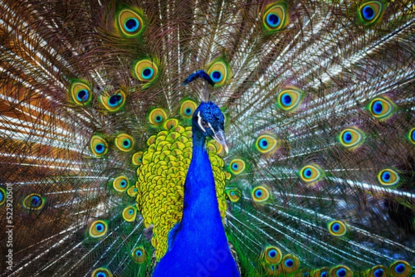 Fototapeta Peacock showing his colorful tail, horizontal