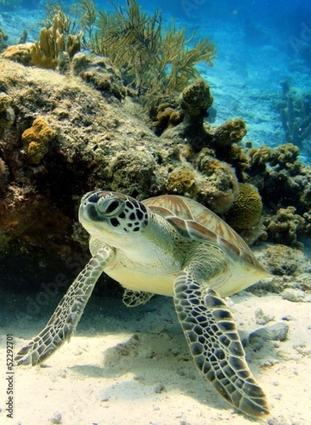 Fototapeta Resting Green Sea Turtle