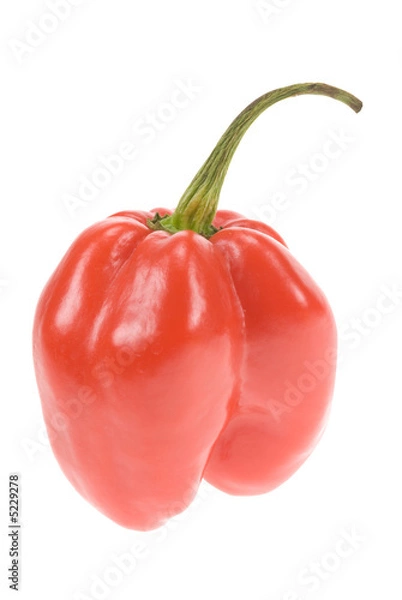 Fototapeta red cayenne pepper