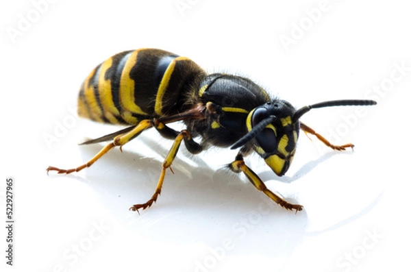 Fototapeta Close up of a living hornet isolated on white background