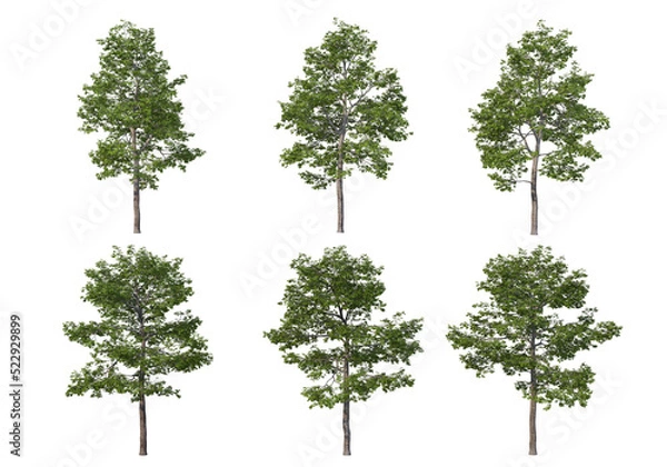 Fototapeta Tree on a transparent background