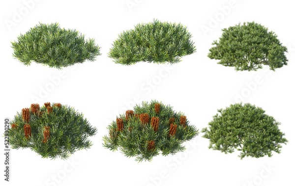 Fototapeta Shrubs and plants on a transparent background