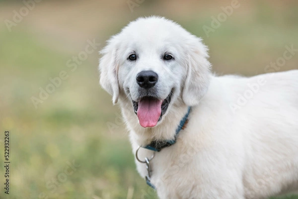 Fototapeta golden retriever portrait