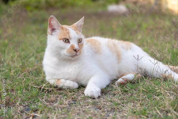 Fototapeta くつろぐ猫　茶白猫
