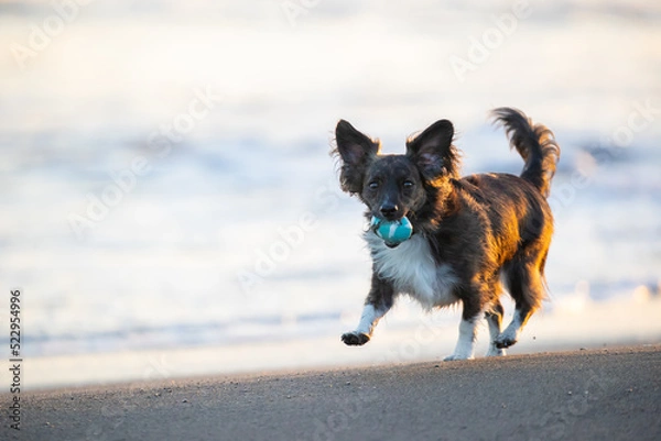 Obraz 夕方の海を散歩するチワックスの犬