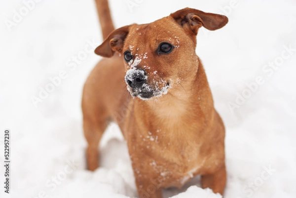 Fototapeta Mały pies