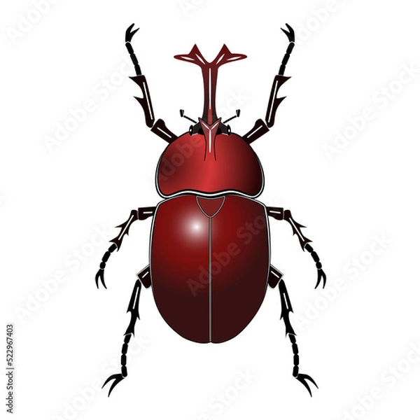 Obraz カブトムシ