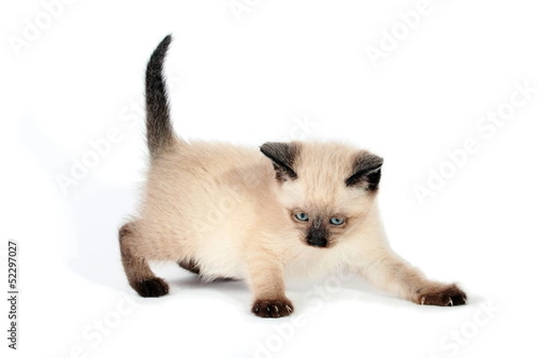 Obraz Playful siamese kitten