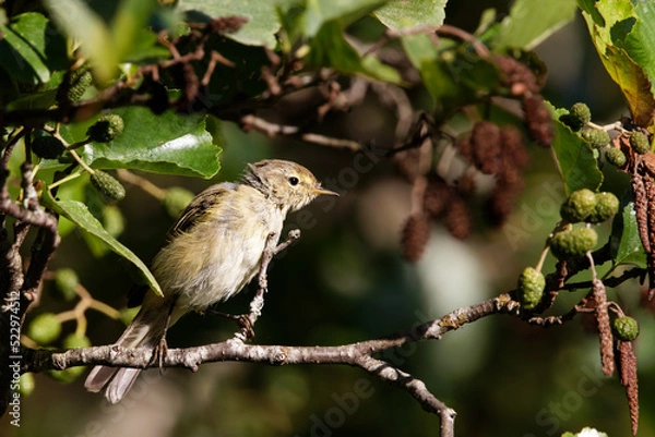 Obraz le pouillot véloce