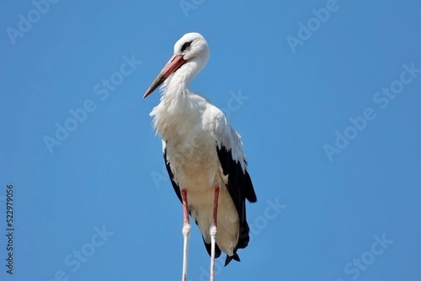Obraz white stork ciconia
