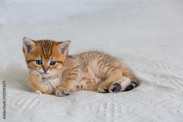 Fototapeta beautiful red scottish kitten on a white plush blanket. High quality photo