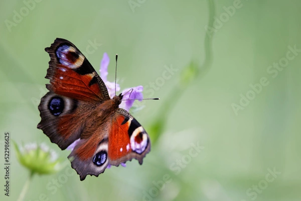 Obraz le paon du jour