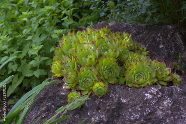Obraz Sempervivum