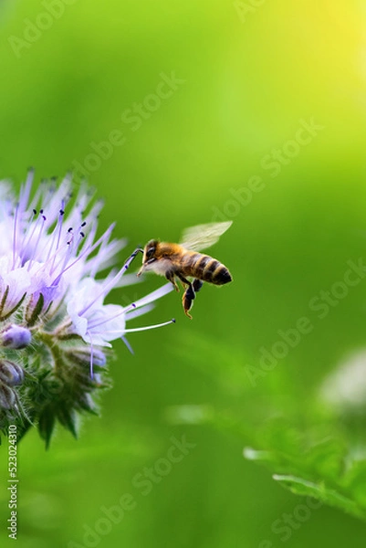 Obraz Bee and flower phacelia. Close up flying bee collecting pollen from phacelia on a sunny day on a green background. Phacelia tanacetifolia (lacy). Summer and spring backgrounds