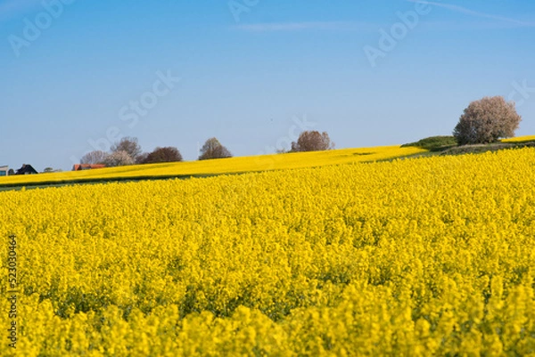 Obraz Rapeseed field