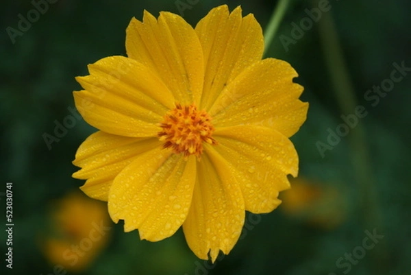 Obraz yellow flower