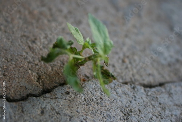 Obraz leaf on the stone