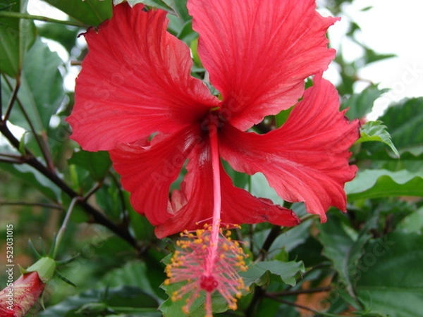 Obraz red hibiscus flower