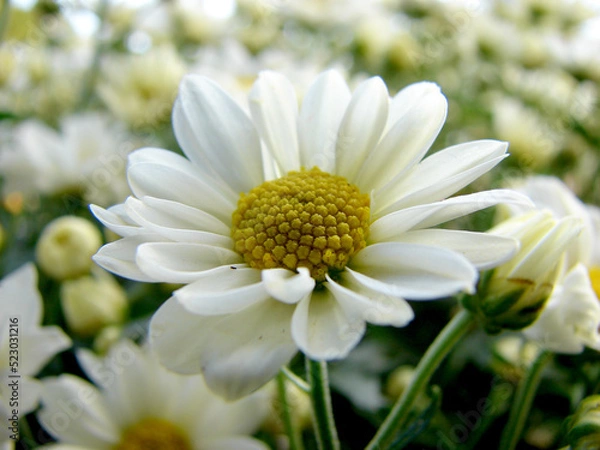 Obraz white daisy flower