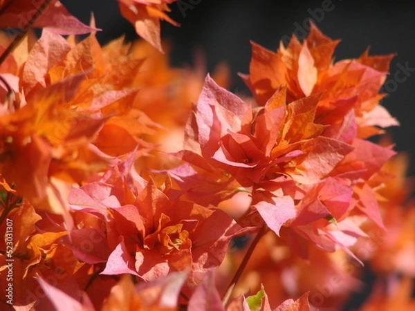 Obraz red maple leaves
