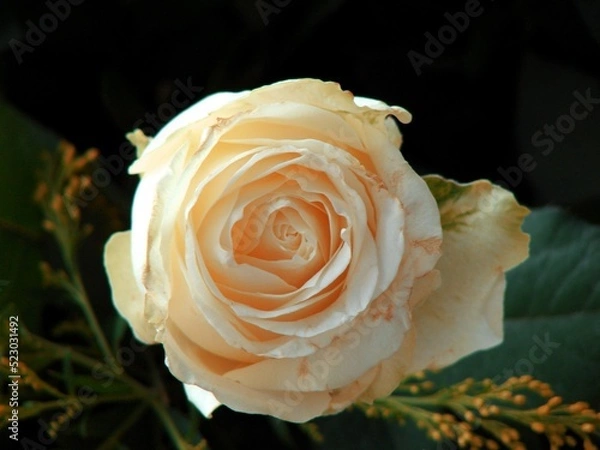 Obraz single yellow rose
