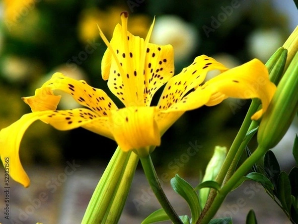 Obraz yellow lily flower