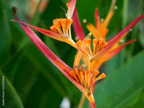 Obraz orange tiger lily
