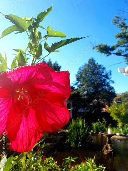 Obraz red hibiscus flower