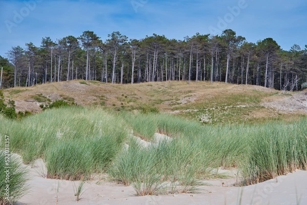 Obraz Düne, Waldrand