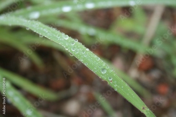 Fototapeta water drops on a grass
