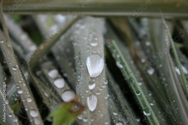 Obraz water drops on a leaf