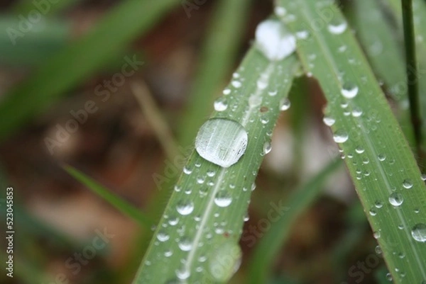 Obraz water drops on a grass