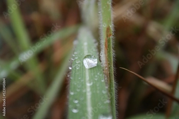 Obraz dew drops on a grass
