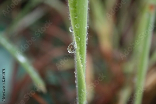 Obraz dew on a grass