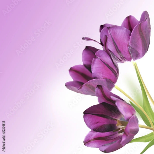 Obraz tulipany