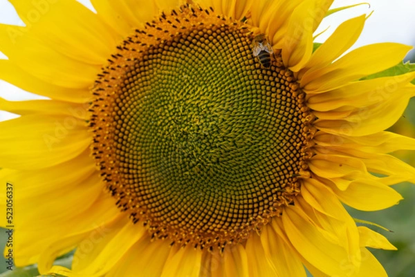 Obraz A field of sunflowers. Vibrant blooming yellow sunflower during sunny day. Landscape view. 