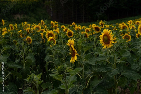 Obraz A field of sunflowers. Vibrant blooming yellow sunflower during sunny day. Landscape view. 