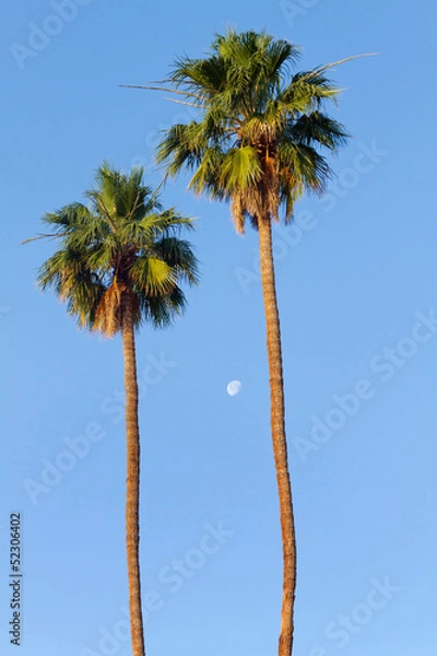 Fototapeta Palm Trees and Moon