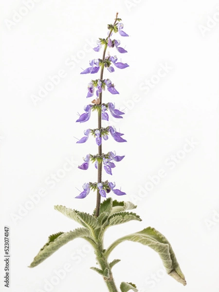 Fototapeta Blue flowers of the Brazilian boldo also called boldo da terra isolate on white background. Scientific names: Plectranthu barbatus, Coleus forskohlii barbatus.