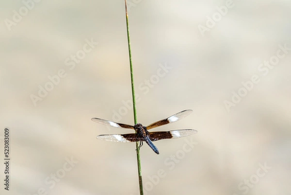 Obraz dragonfly on a grass