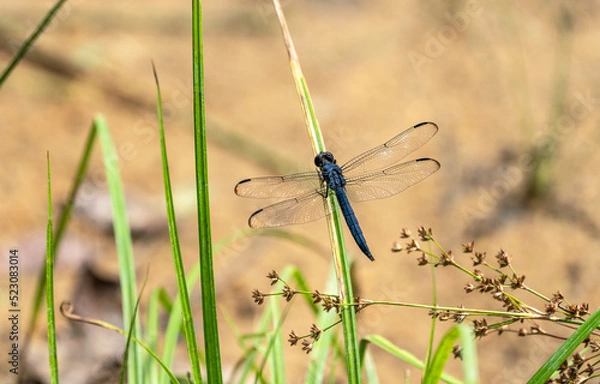 Obraz dragonfly on the grass during summer