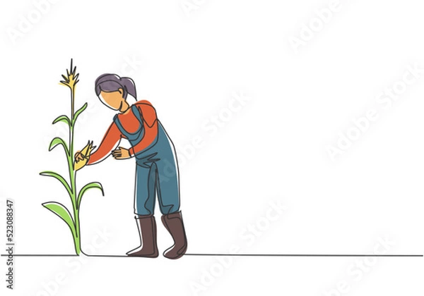 Fototapeta Continuous one line drawing young female farmer picking the corn on the tree. Professional farmer. Farming challenge minimalist concept. Single line draw design vector illustration.