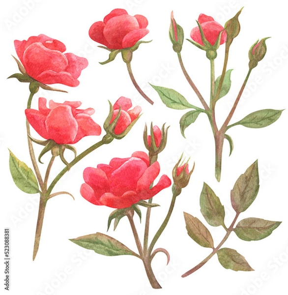Fototapeta Set of isolated watercolor elements. Flowers. Rose. Painting. Color illustration. The print is used for packaging design, fabric.