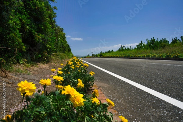 Fototapeta 房総フラワーライン