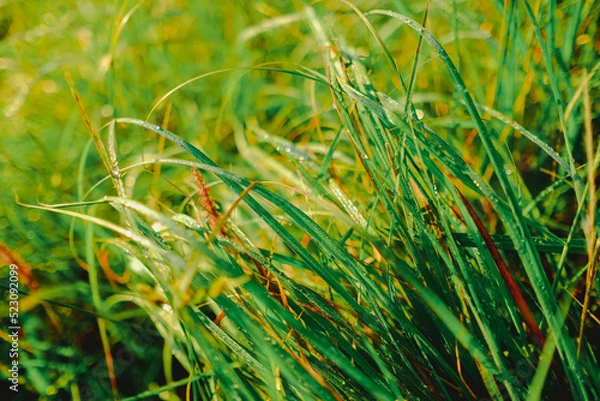 Obraz A dew on a green grass in a field.