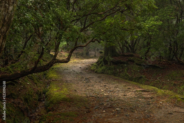 Obraz 奈良　春日大社　下の禰宜道